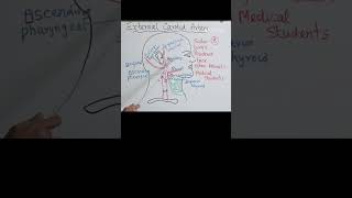 external carotid artery branches mnemonic #carotid  #surgeryeducation