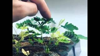 A Moving Plant! The Click & Grow Mimosa plant tests