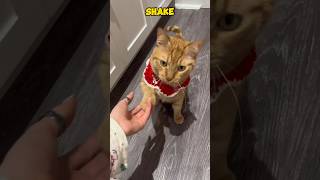 Christmas food for the cat🍔🎅🐈‍⬛ #christmas #cat #treat #funnycats #shorts #catvideos