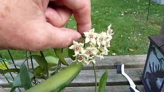 A Visit With Hoya graveolens