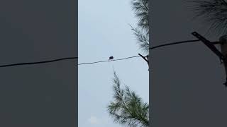 # Funny Bulbul dancing on the electric pole wire 😂🐦# Don't miss the end 😄🤩💙💙#Shorts #Youtubeshorts