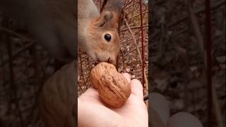 Бусинка и покушала, и попрятала орешки🍁🍂🌳🌲😋🌰🐿❤🐾🤗😃 #белка #белочка #дикаяприрода #wildlife #squirrel