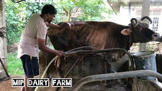 How to work small scale cattle farm,dairy cattle farming Sri Lanka,කුඩා පරිමාන කිරි ගව පාලනය,#Milk