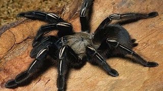 Bolivia, selva, tarantula