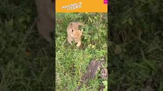 Funny Animals || 🤠🤠 Amazing Funny Animal Videos on YouTube || ❤️❤️ #shorts #shortvideo #animals