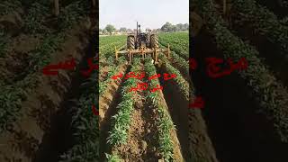 Earthing Up in Hybrid Chilli by Tractor|مرچ میں ٹریکٹر سے مٹی