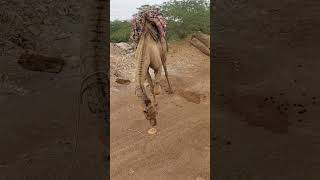 #camels #shortsyoutube #shortsvideo #animals #feedshorts