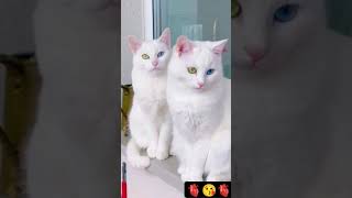 Разнаглазные коты... #reels #instagram #tiktok #trending #youtubeshorts #america #english #usa #cat