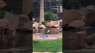 Pink Flamingos