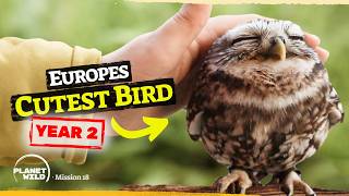 Last year we saved Europe’s cutest bird - Now it has babies