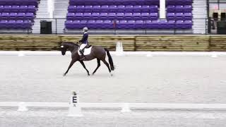 A day in the life of dressage at the World Equestrian Center Ocala, FL WEC Horse Show #equestrian