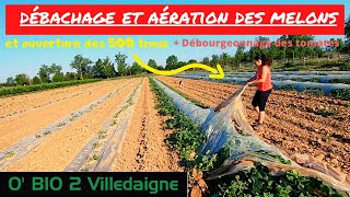 [MELONS]On commence a débacher les tunnels, on aere les autres et on continue a débourgeonner