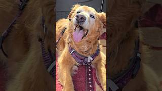 Waiting for Acupuncture  Titan age 13 #goldendog #dog #lovegoldens #goldenretriever