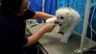 Drying the Bichon - Step 4