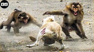 15 Chaotic Battles When Monkeys Rushes Into The Dog's Territory | Animal Fight