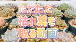 ただただ枯れ葉を取る動画