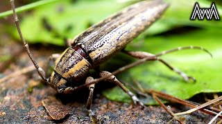 AwA How do Longicorn Beetles Clean their Long Antennae? Sybra truncata, Flat-faced Longhorn Beetle