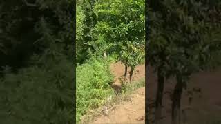 Visitors hiked to GORILLA ROCK and got a tour of Hope Estate Cannabis Ltd farm.