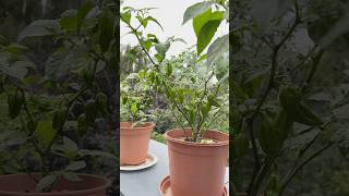 5 Different Chillies 😍🔥🥵 Chili Plants | Belcony Gardening #shorts