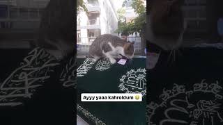 #kedi #catvideos #kedi #catsshorts