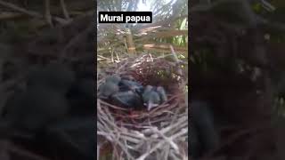 Sarang burung MURAI PAPUA / murai irian/deot #shorts