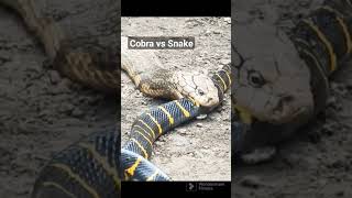 Snake vs Cobra. Who will win? #shorts #snake