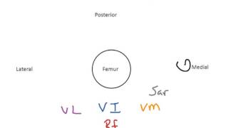 How to Biology & Anatomy: Plan of relation in the thigh muscles