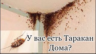 У вас есть Дома Таракан 🪳?