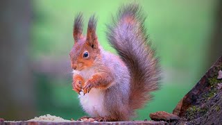 Red Squirrel's Dilemma: Oats or Peanuts? [4K]