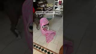 Ghostbusters 🐶😀 #dog #funny #lol #funnyvideo #funnyshorts #ghost #shorts