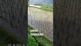 Sawah Terasering Sejuk dan bikin betah #shorts