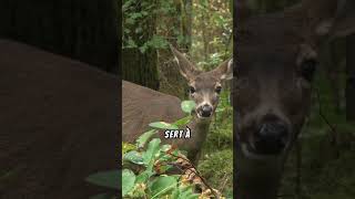 Le brame du cerf, un appel puissant