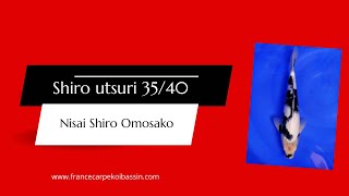 Carpe koi nisai shiro utsuri d'Omosako 4 pour votre bassin