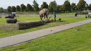 Medewerker haalt uit met hark naar Olifant Buba 🐘