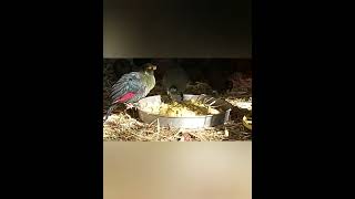 white cheeked turaco  & Roul roul partridge (Beyaz yanaklı turaco  & Tepeli orman kekligi)