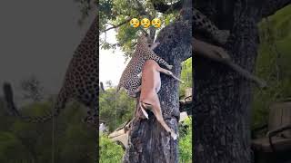 😲Wildlife #wildlife #jaguar #deer #predator  #amazing #amazingvideo