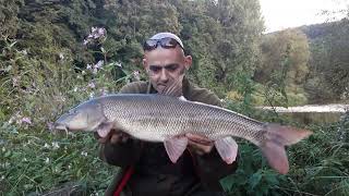 a nice river severn barbel ..the meadows bewdley