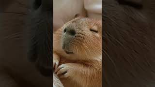 Time to sleep ...The FUNNIEST Pet Videos