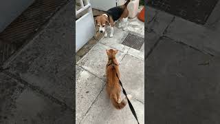 Cat vs dog. They both behaved very well... #beagle #catvsdog #cutecat #catshorts #greek