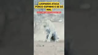 LEOPARDO ATACA PORCO-ESPINHO E SE DÁ MAL #shorts #shortsvideo #shortsfeed