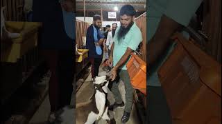 Hyderabadi Goat🐐Top Quality Male