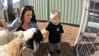 Linky goes to Hunter Valley zoo