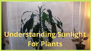 Sunlight Filled Rooms For Plants | Why Indoor Plants Need Sunlight : Watering Care Tips