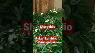 pakan kambing daun ganjar #ciri2 #kambing #ternak