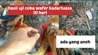 pakan ayam murah wafer kadarluasa 10 hari 11 #peternakmuda #pakanmurah #ayamkampung