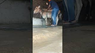 jersey cow ai goldy dairy farm Punjab 21 jul 2024 #cow #dairyfarm