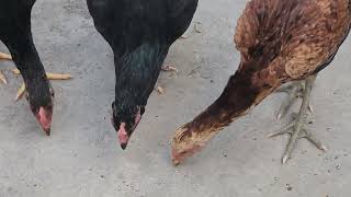 Chicken enjoying there mid day meal || Hand feeding