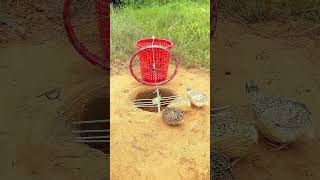 amazing quick quail trap #shorts