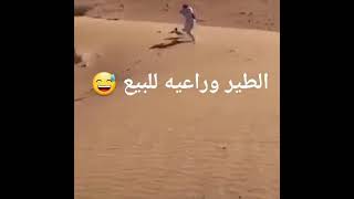 الطير وراعيه للبيع 🤣🤣