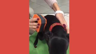 Mugue Spongina PET - Come si usa - How to use